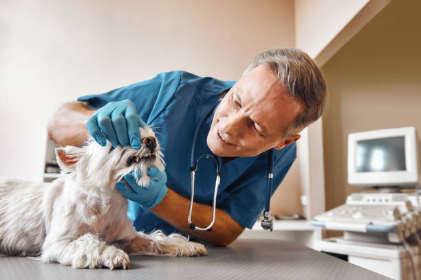 Best Cracked Tooth Emergency Dentist  in Cape St Claire, MD